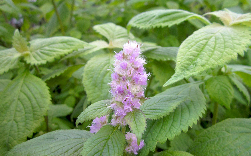 Nessel mit Blüten