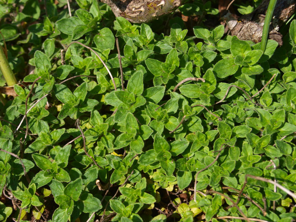 Majoran Austrieb im Frühling