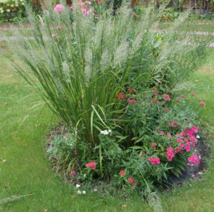 Weißblühende unter dem Diamantgras mit altrosablühender Spornblume und Phlox