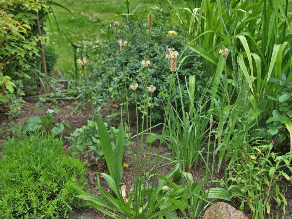 Spitzwegerich im Beet als blühendes Kraut mit grüner Zipfelmütze und weißem Blütenrand