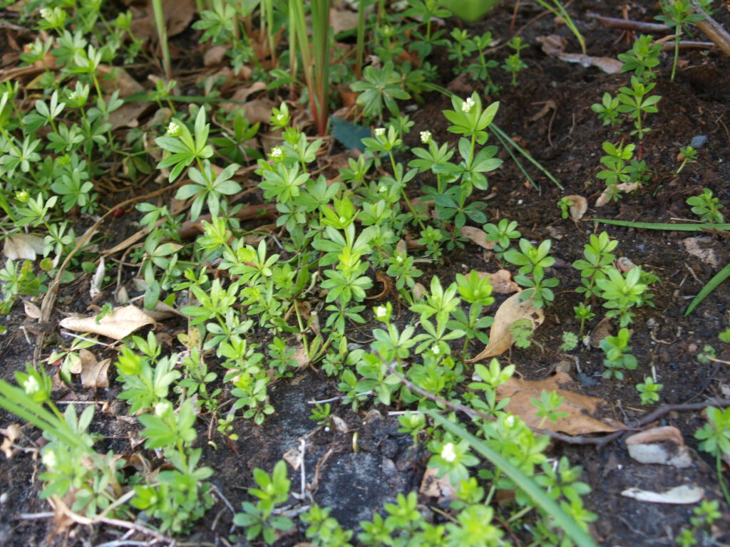 Waldmeister als Bodendecker ist vor der Blüte verwendbar.