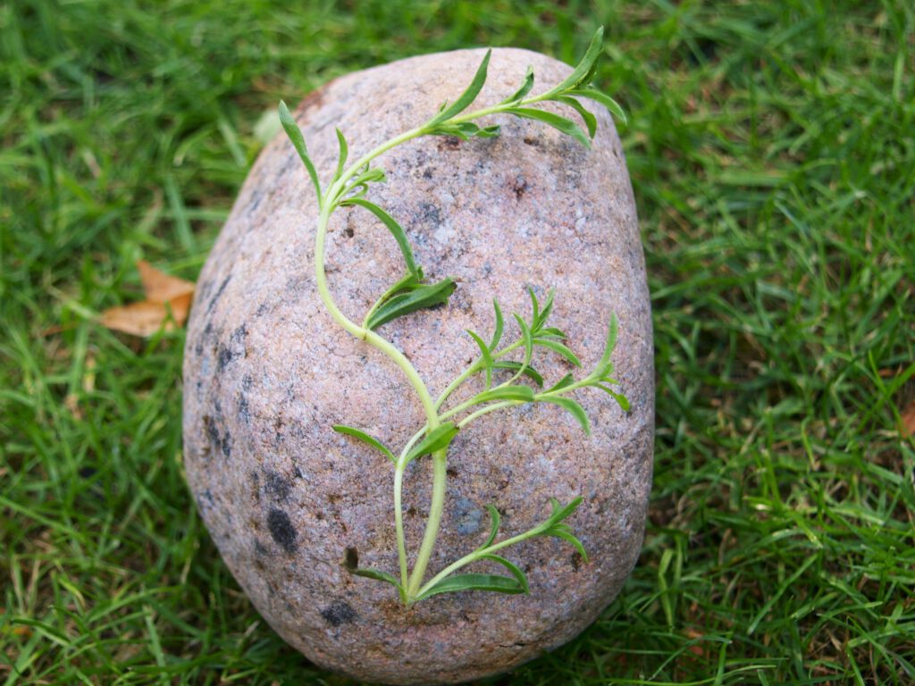 Bohnenkraut als Einzelstängel auf einem runden grauen Stein zur Blattansicht