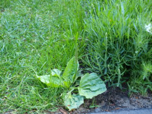 Breitwegerich im Rasen kleeblattmäßig ausgebreitet mit grüner Ähre