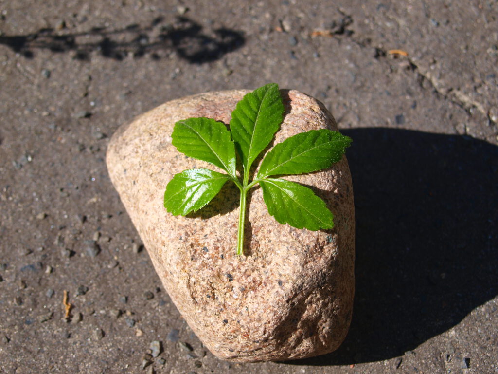 Das Einzelblatt des Jiaogulan ähnelt dem Ginseng, was seine Bezeichnung als "Fünf-Finger-Ginseng" offensichtlich macht.