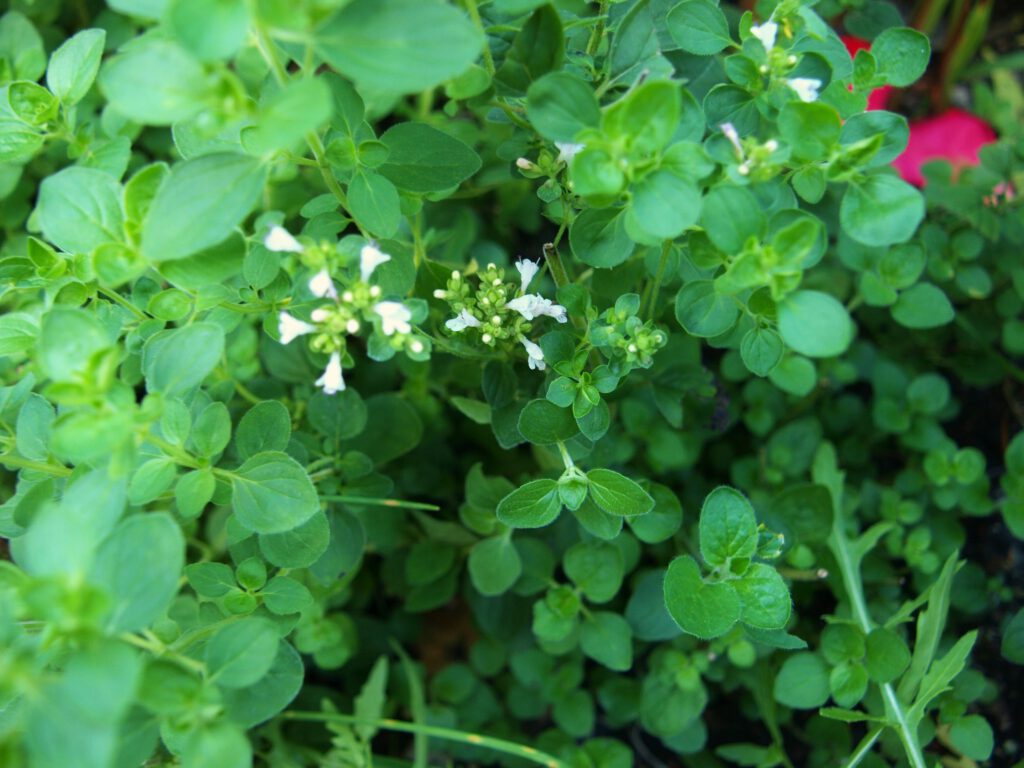 Majoran Kraut mit Blüte im August