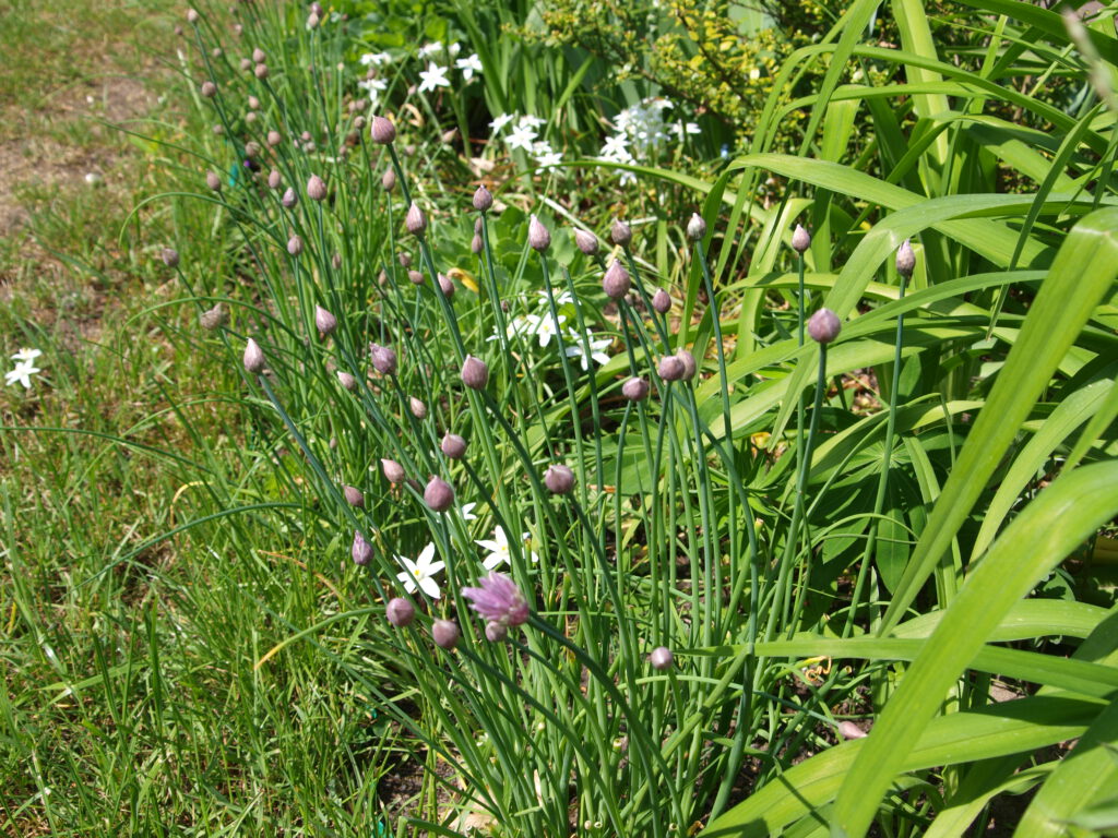 Schnittlauch am Beetrand in Blühbildung mit lila Lauchkugeln