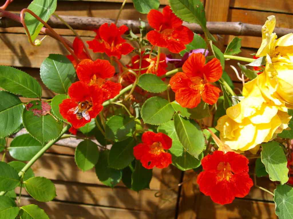 Als Nachbarpflanze und rankender Hintergrund paßt Kapuzinerkresse auch zu Rosen.