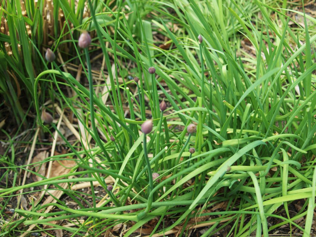 Schnittknoblauch in Blütenbildung am Beetrand