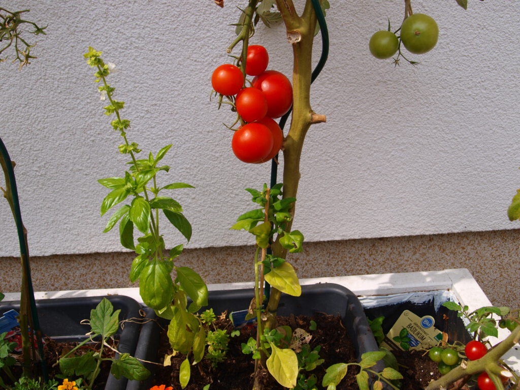 Tomatenpflanze im Kübel mit Basilikumkraut