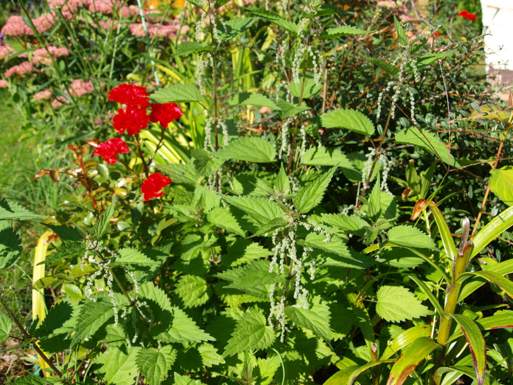 Brennnessel im Beet mit Samen