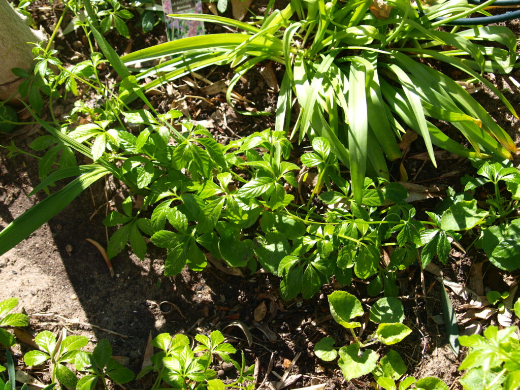 Jiaogulan ist eine Rankpflanze, die ohne Rankgerüst über das Beet kriecht.