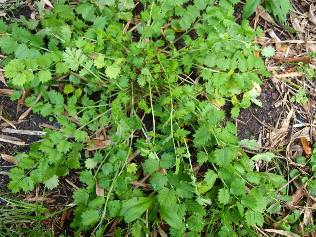 Pimpinelle als Sommerpflanze im satten Grün