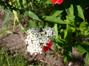 Schafgarbe mit weißen Einzelblüten