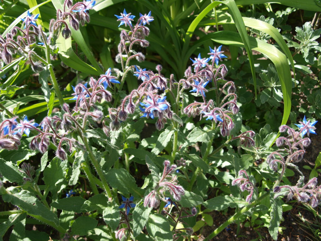 Blühende Borretschpflanze ist üppig und verzweigt und dient mit vielen Blüten als Insektenmagnet.
