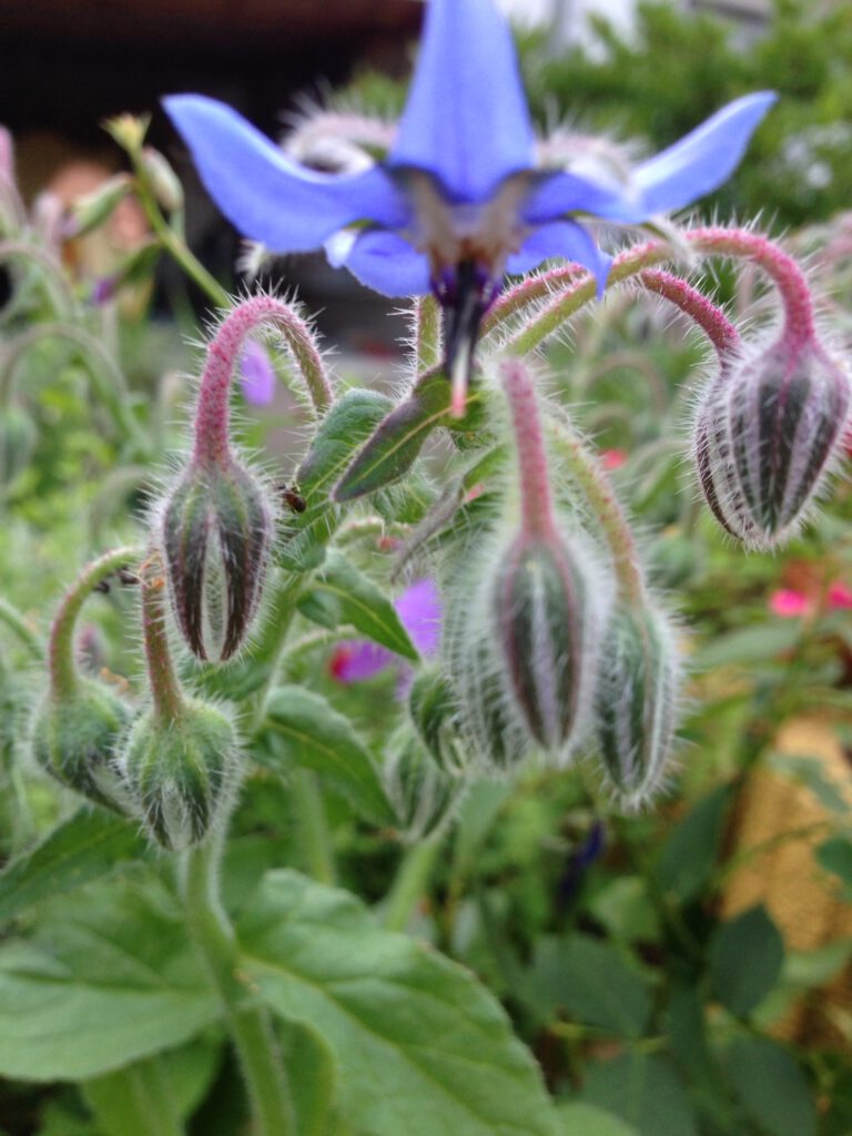 Traubenblüte und Knospen zeigen die Behaarung dieser Pflanzenteile.