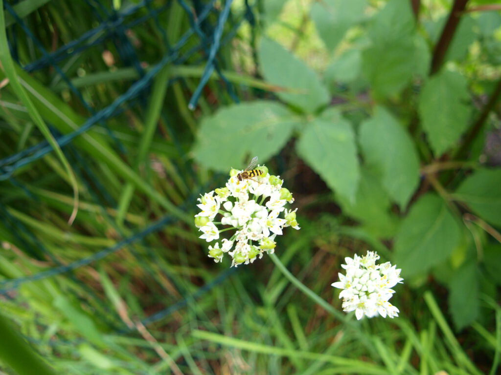 Weißblühende Lauchblüten mit Insekt am Schnittknoblauch