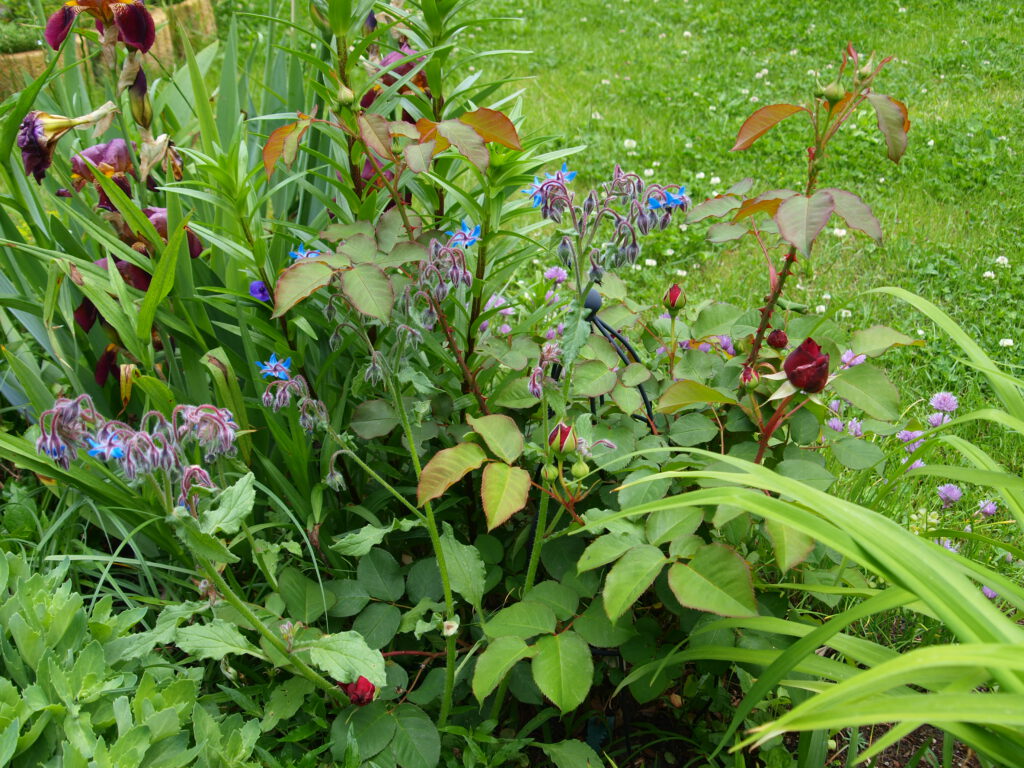 Borretsch im Beet mit Pflanzennachbarn Rosen und Lilien ergibt eine Farbvielfalt und eine nützliche Mischkultur.