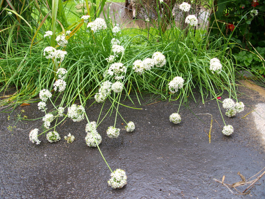 Weißblühender Schnittknoblauch mit erschlafften Stielen nach Regen