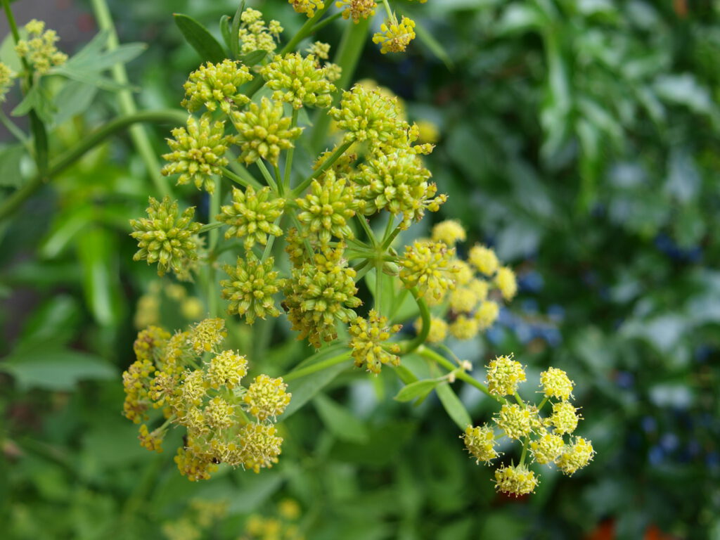 Liebstöckel in Blüte und mit Samenständen auf den Dolden.